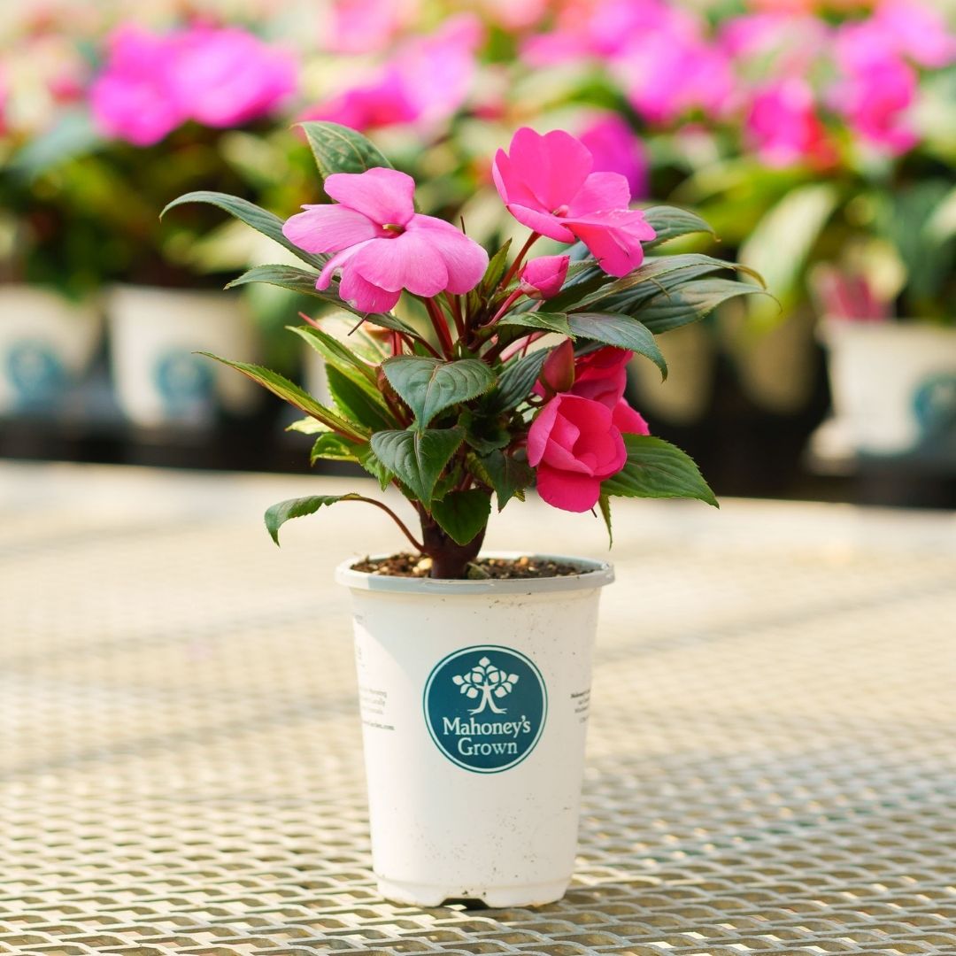 New Guinea Impatiens – Sonic Bright Pink – 4.5″ Pot
